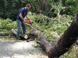 Trusted Haines, AK  Tree Services Experts