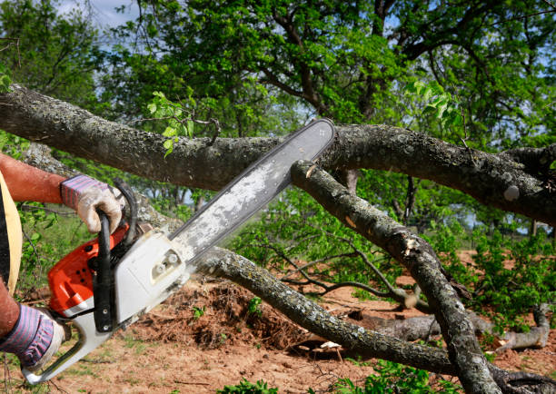 Best Tree Risk Assessment  in Haines, AK